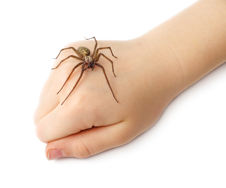 Hypnotherapy for phobias
